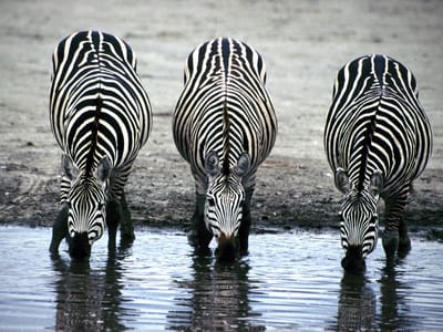 25 Most Incredible and Amazing Facts About Zebras