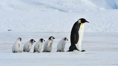 25 Cool Penguin Facts