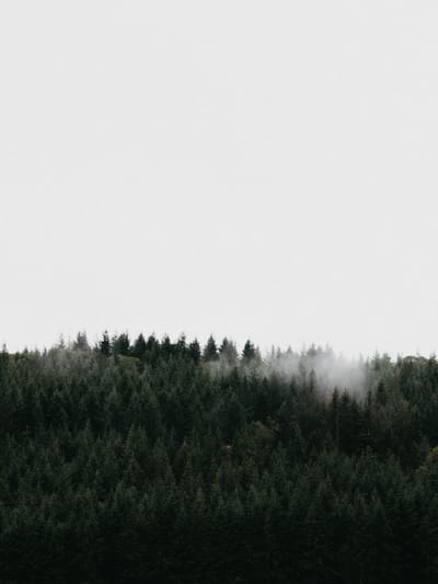 LA FORMA EN EL ARTE: formas positivas y negativas.