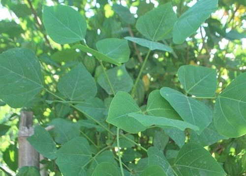 Cach chua benh tri bang la vong