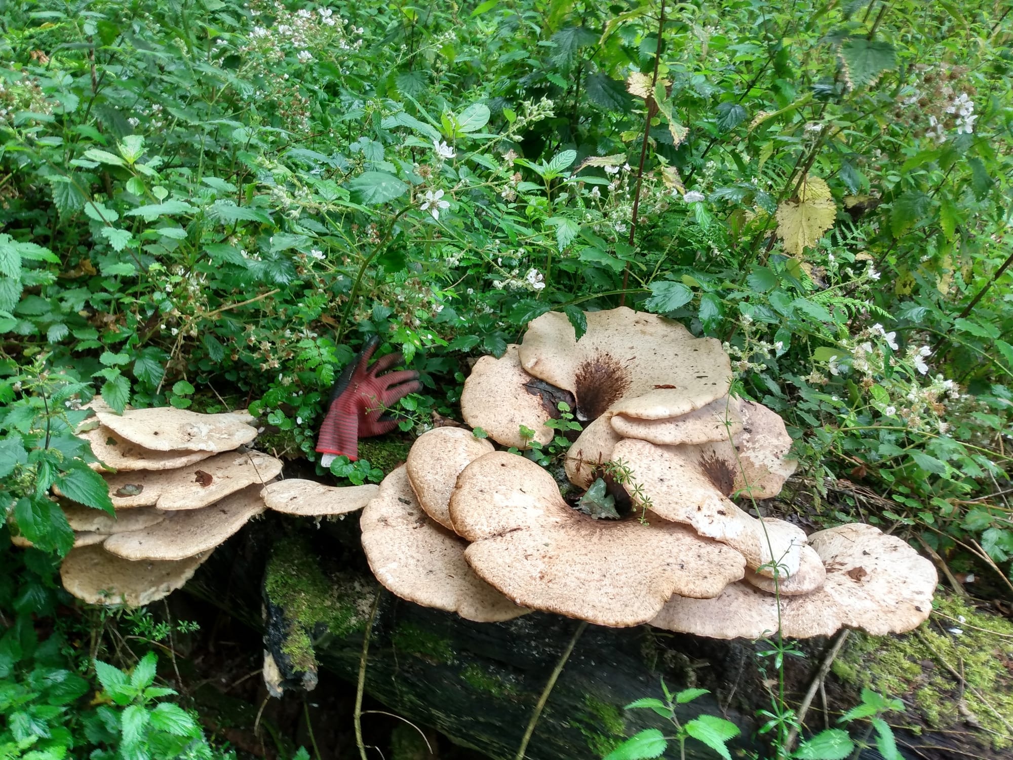 Dryad's Saddle