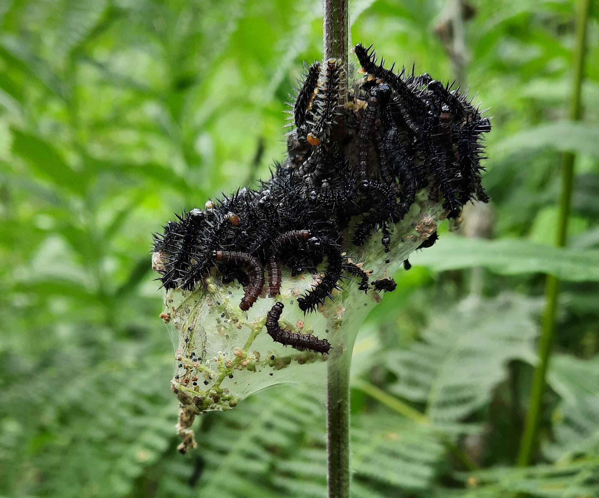 Peacock caterpillars