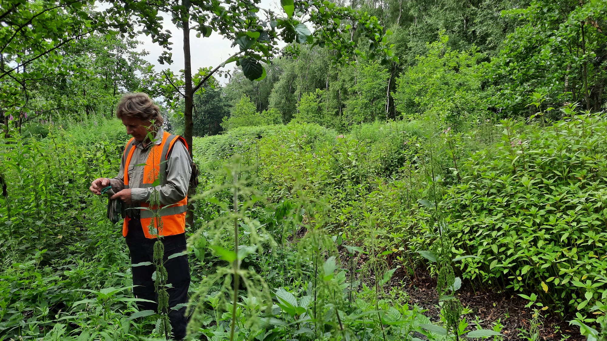 Balsam 2022 near ditch before bashing