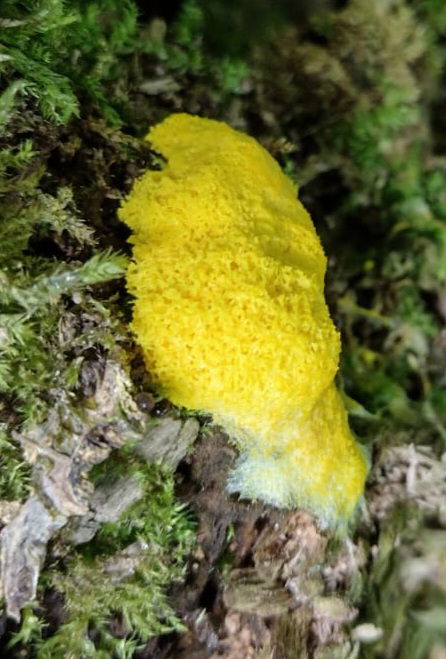 Slimemould.