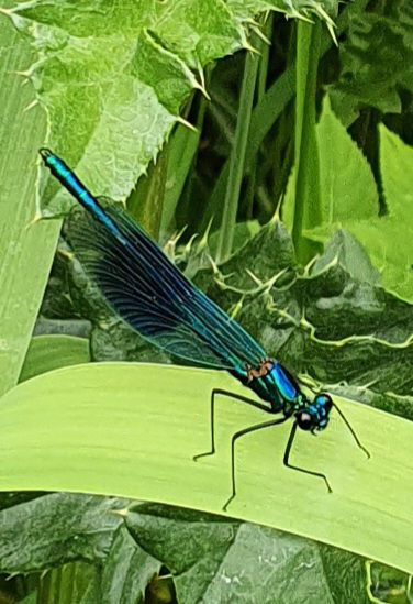 Dameselfly.