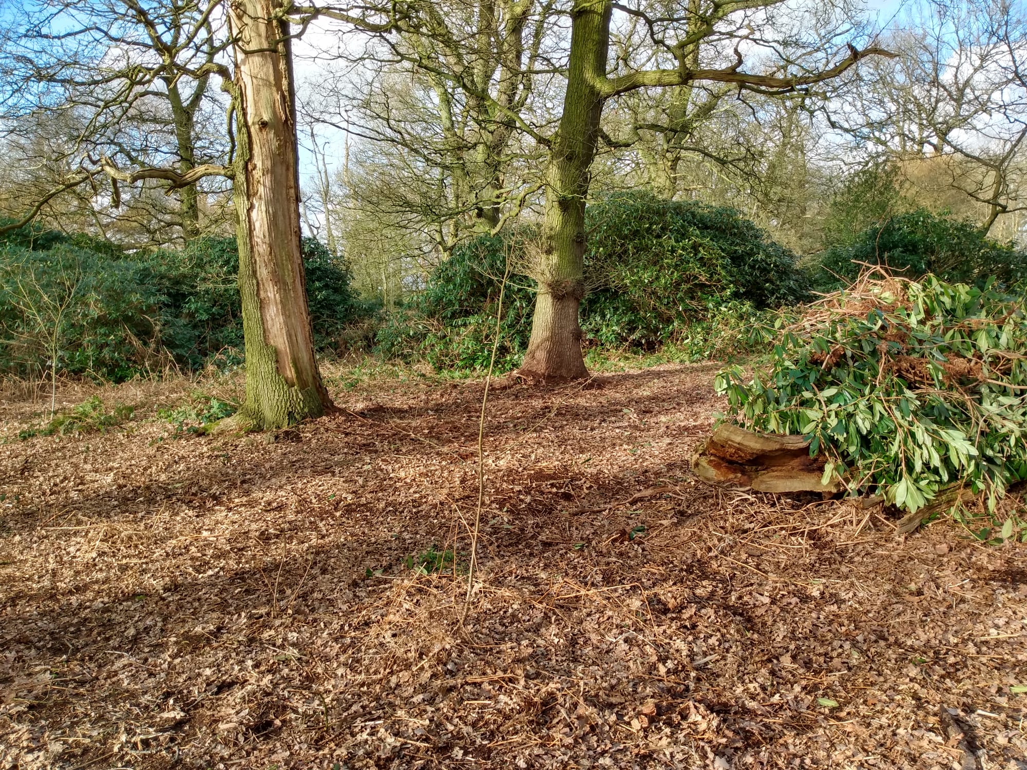 Rhododendron removal