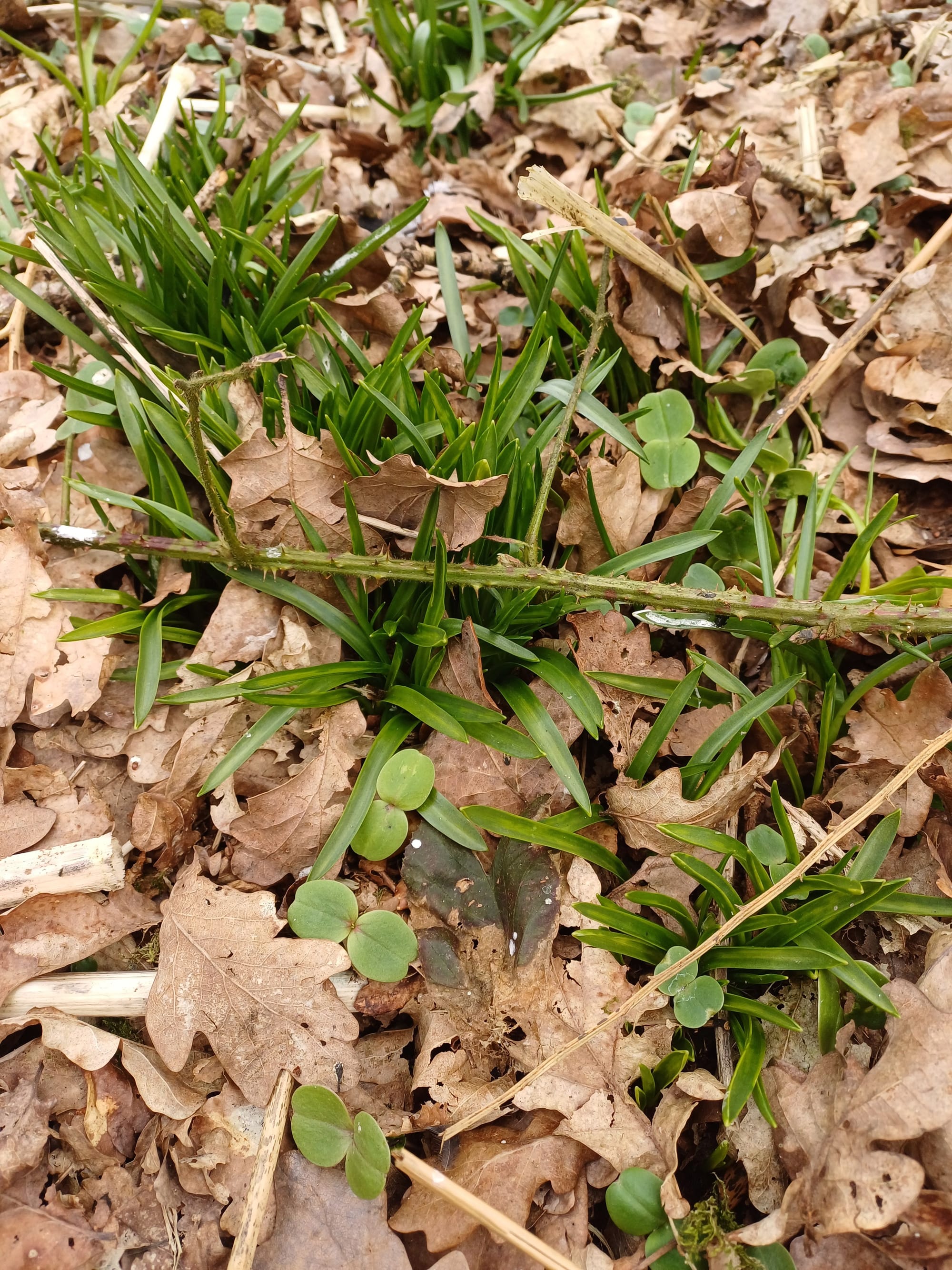 JoJ Test area plants 3 09.03.24