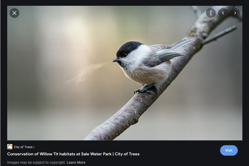 Willow Tit habitat project