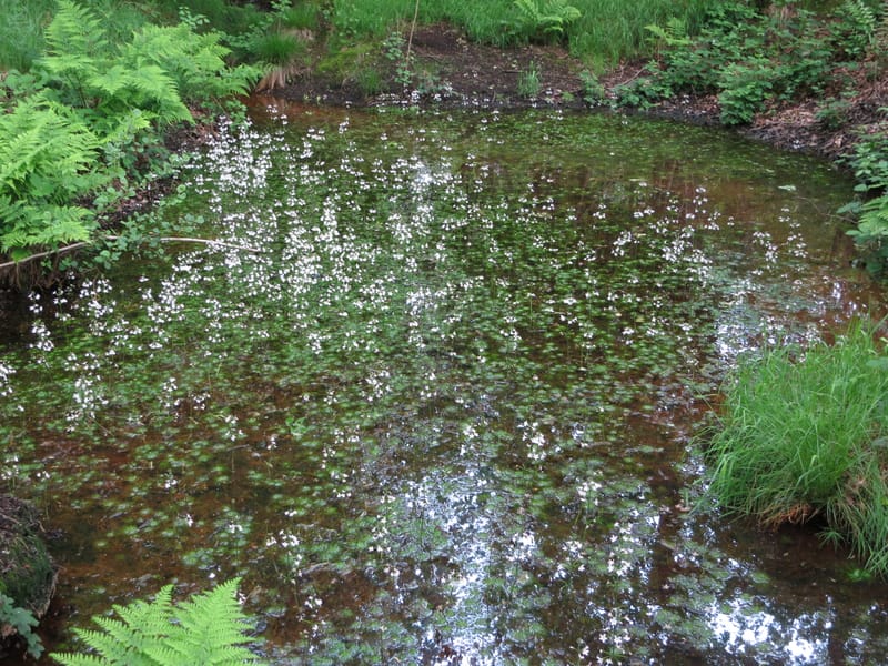 Brookheys Covert (SSSI & Ancient Woodland)