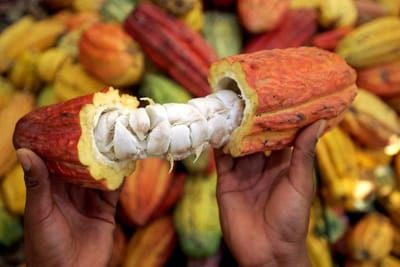 Using Cacao Ceremonial Grade For Better Treatment Of ED