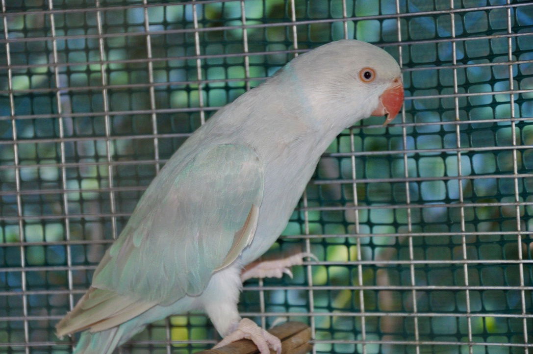 Celestina