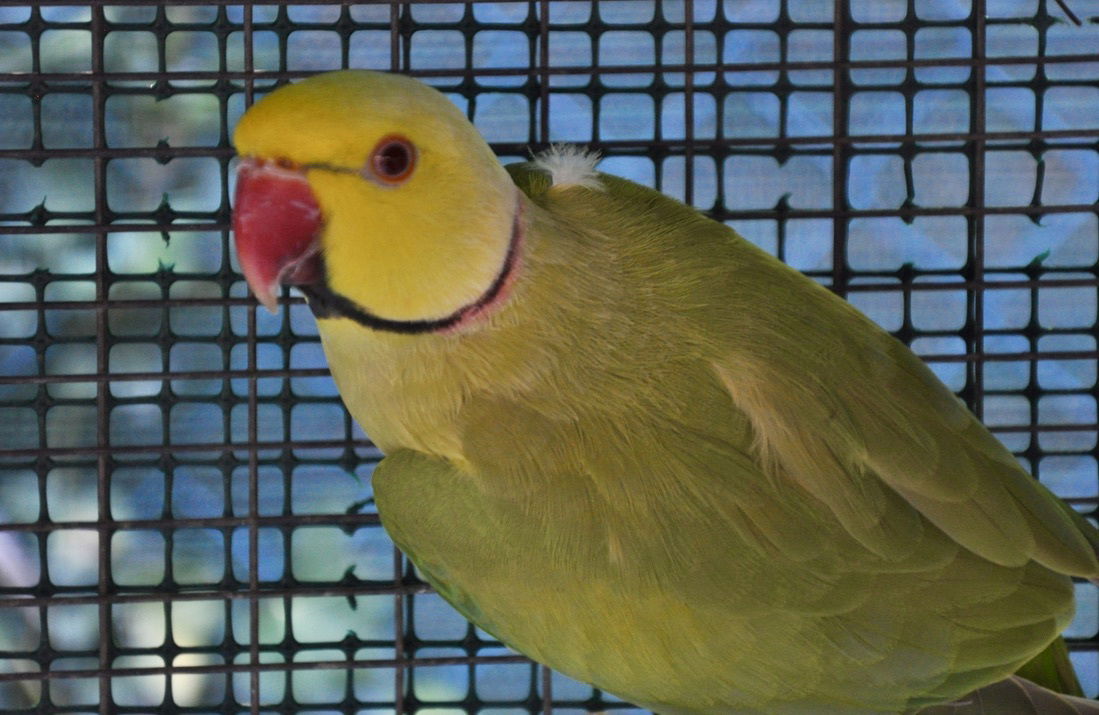 Ciccio