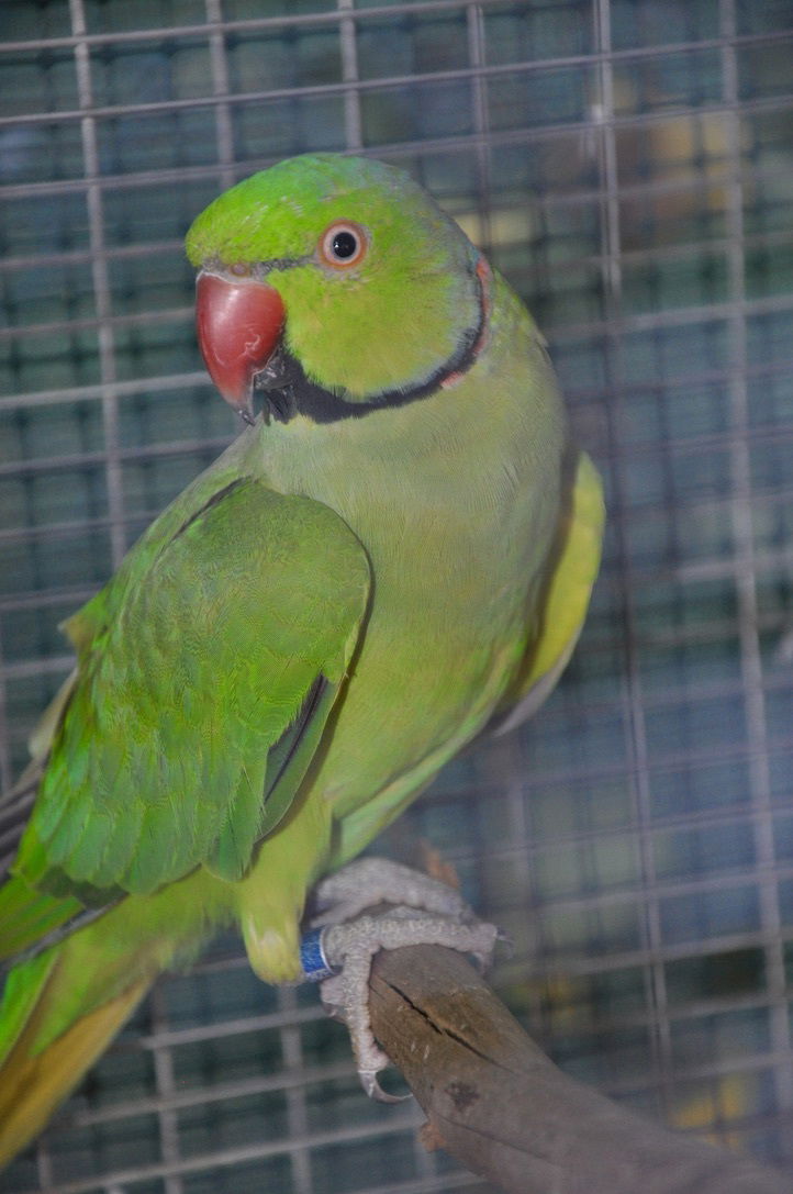 Verdino