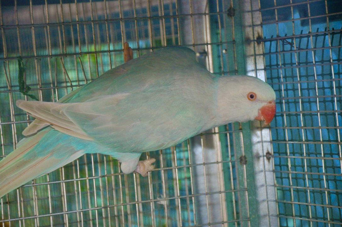 Celestina