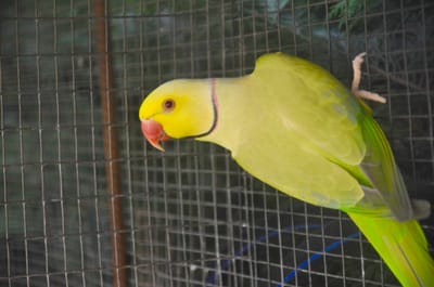 Il Parrochetto dal Collare image