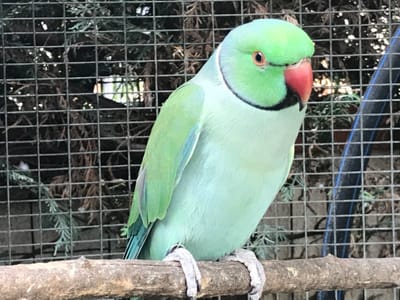 Il Parrochetto dal Collare image