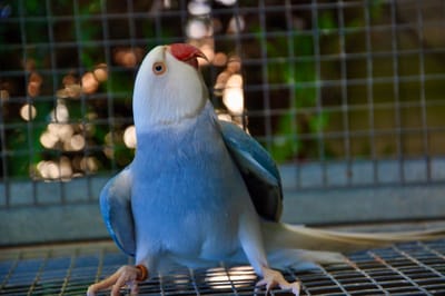 Il Parrochetto dal Collare image