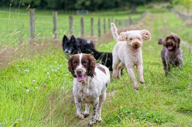 GROUP DOG WALKS