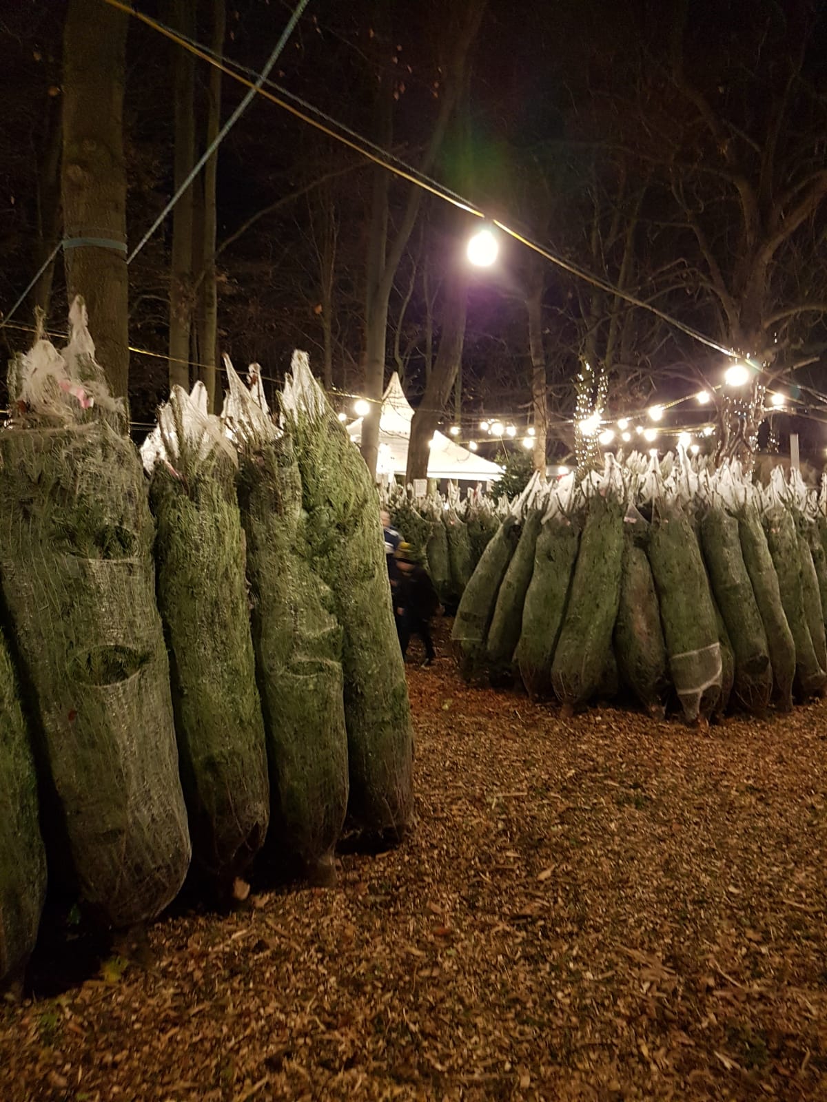 Northern Christmas Tree (Gosforth)