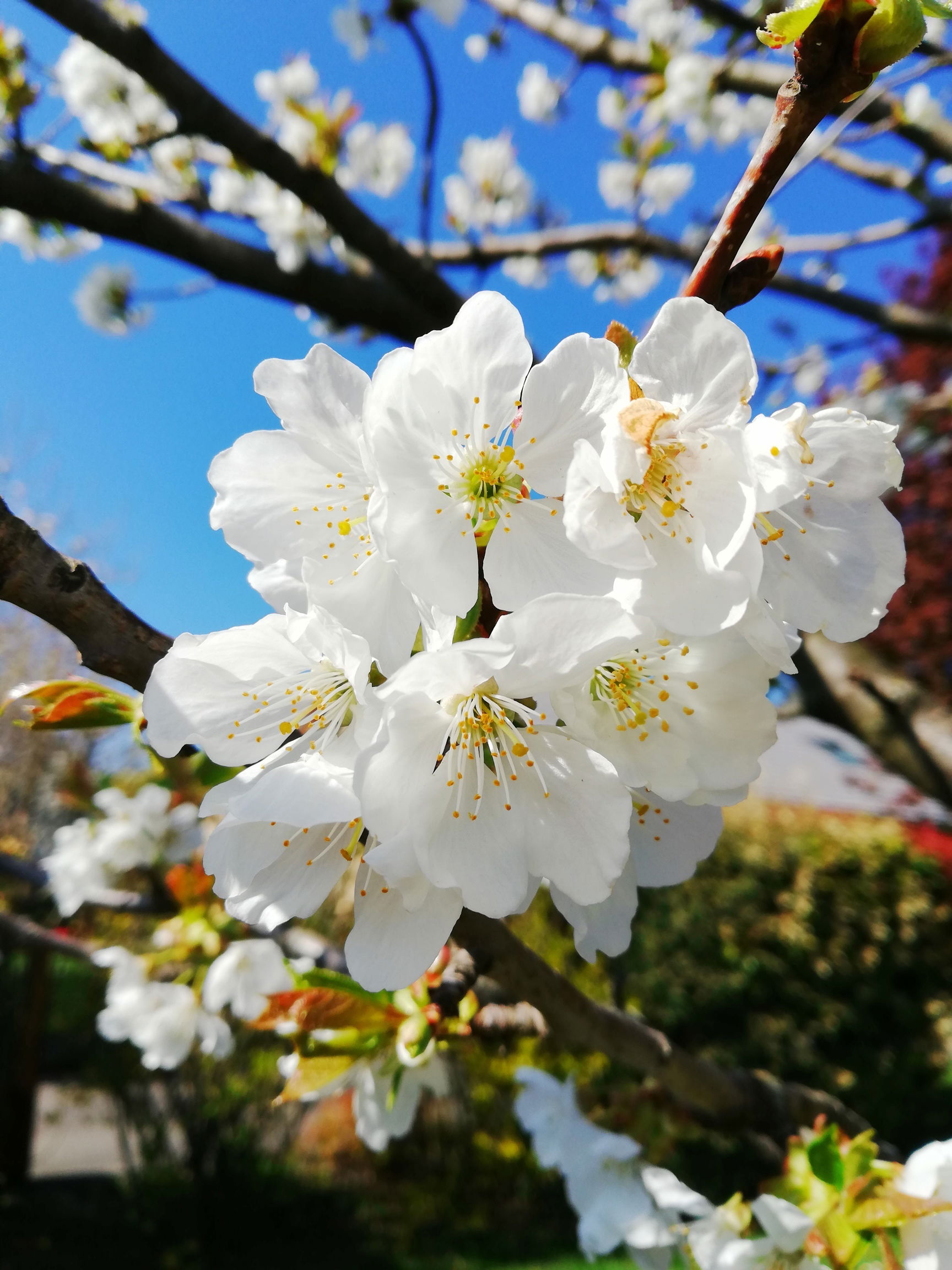 Le temps des cerises