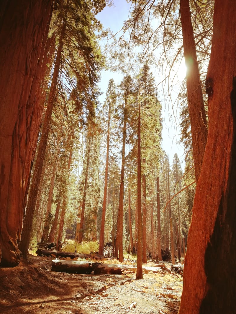 Jour 3 : Sequoia Part 1🌲
