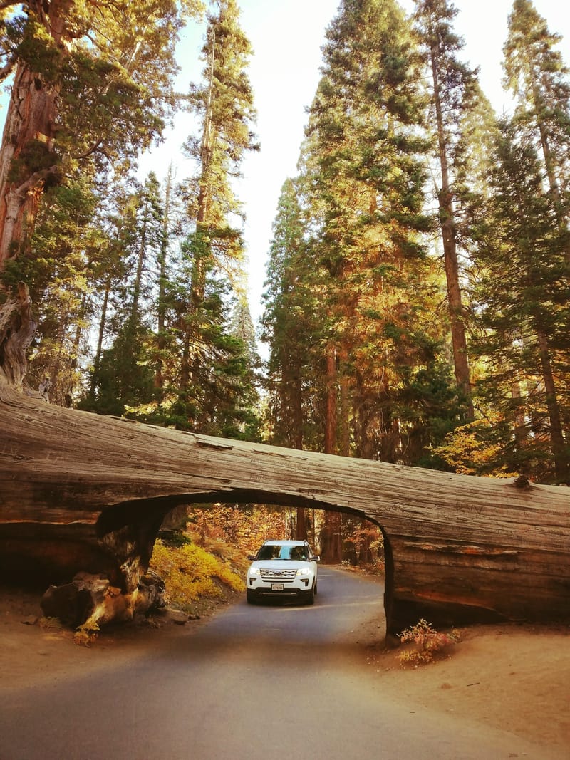 Jour 4 : Sequoia Part 2 🌲