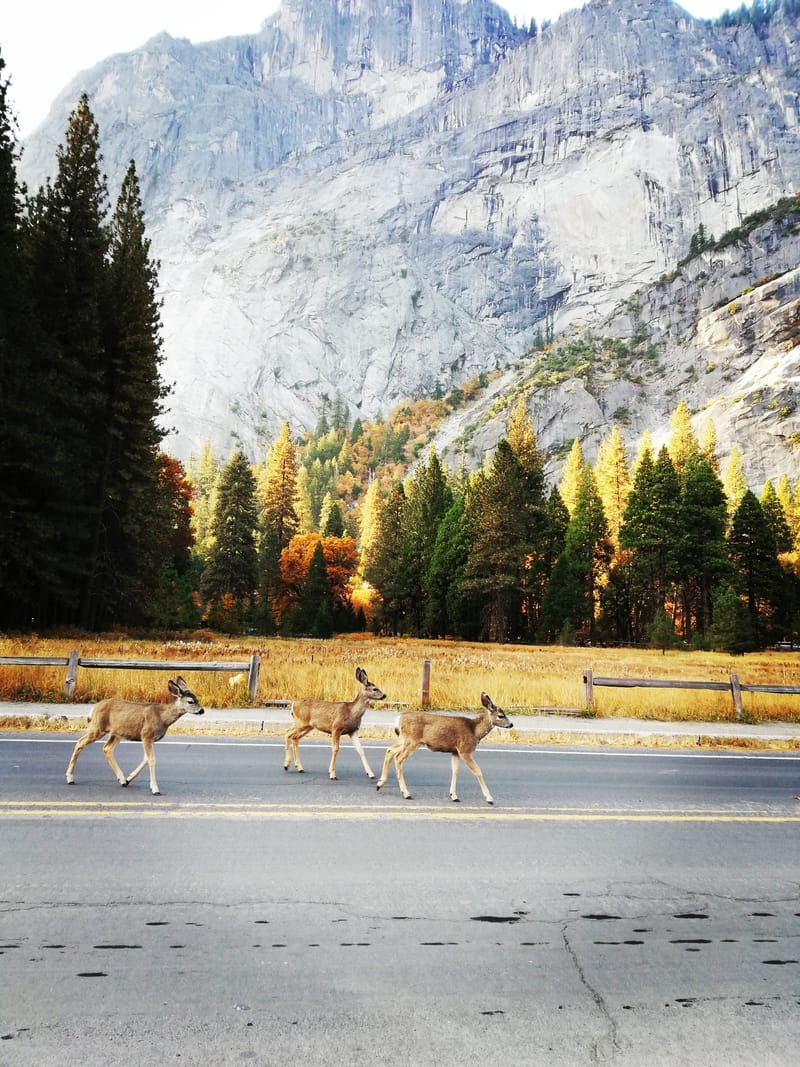 Jour 6 : Yosemite Part 2 ⛰️
