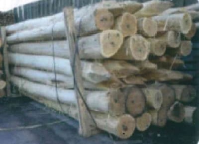 Weidepfähle, rund, Robinie, roh, geschält, gespitzt, entrindet