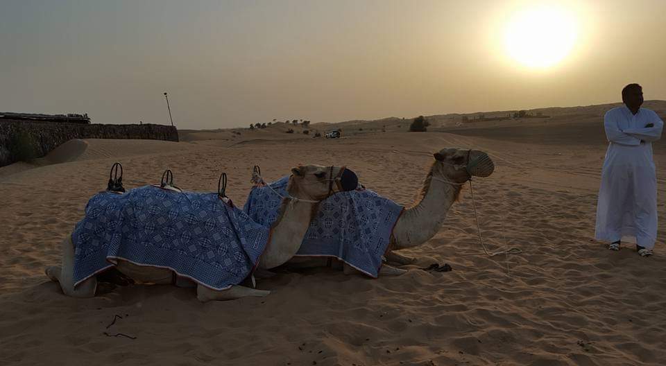 Our Steeds in the desert