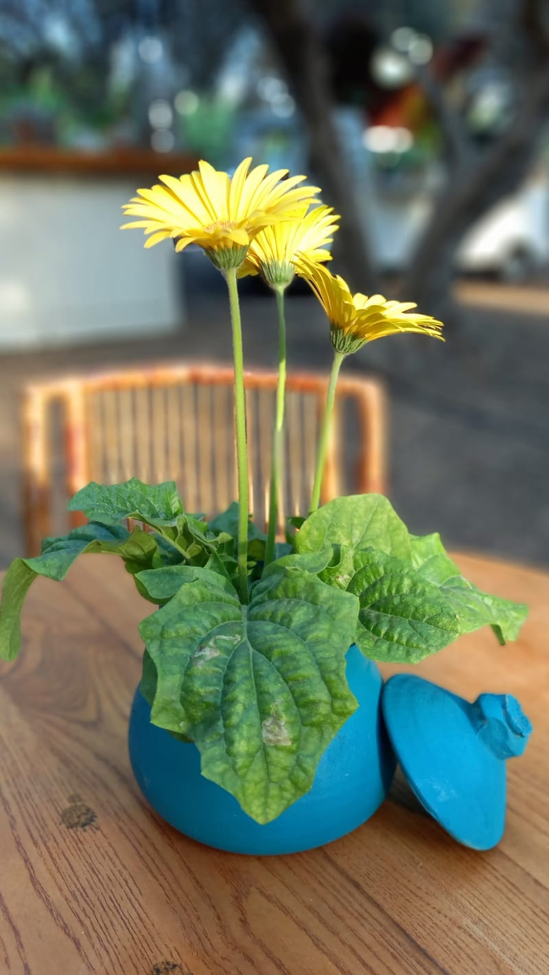 ליטל & לירז | 500 איש