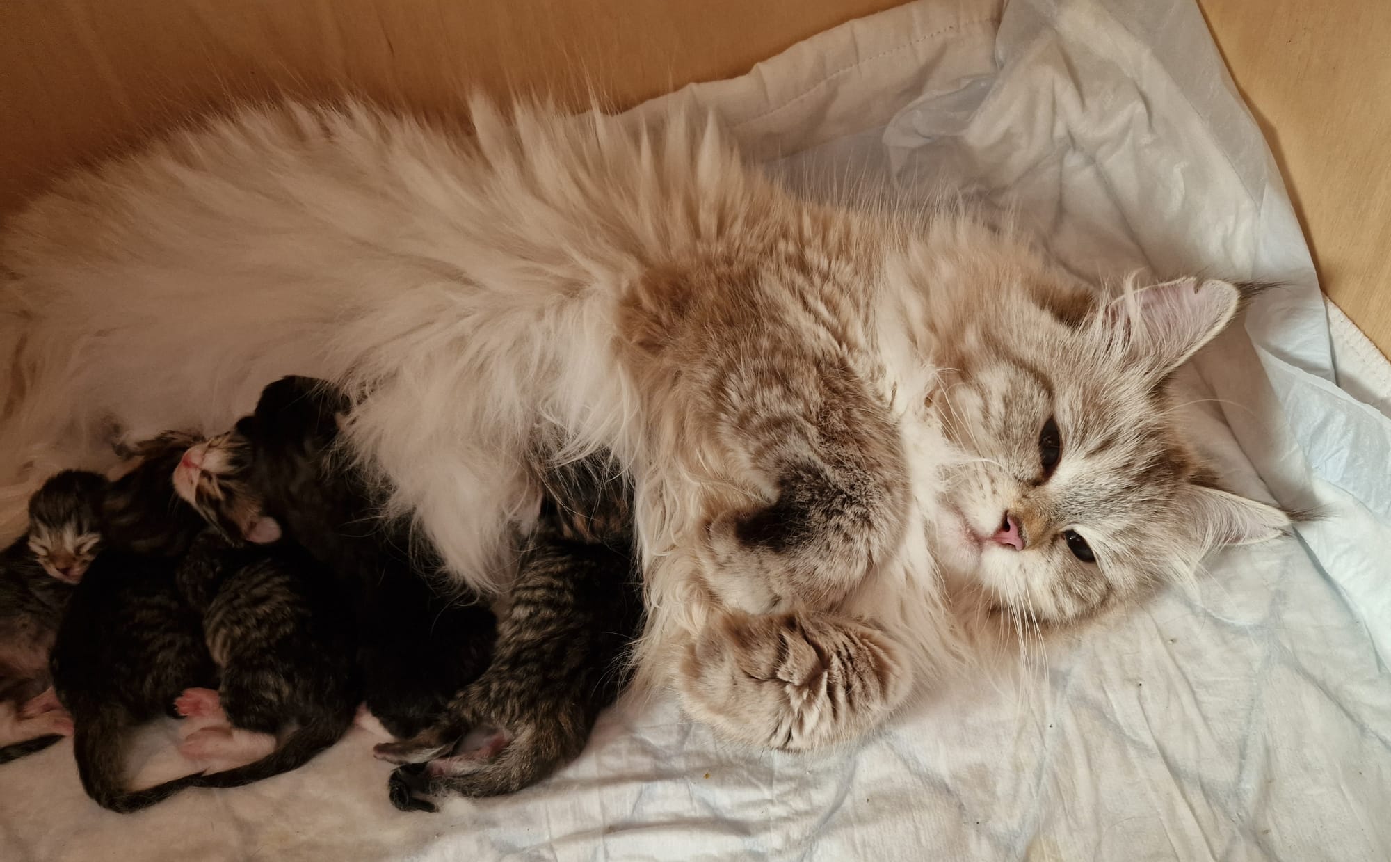 Die ersten Babys von Hades sind da