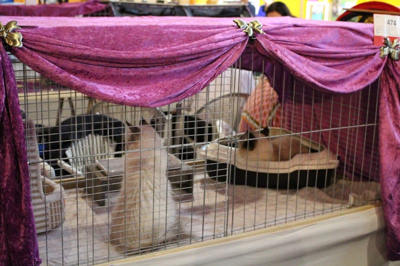 Felina e.V. 01.10.2017  Ausstellung in Gabsdorf