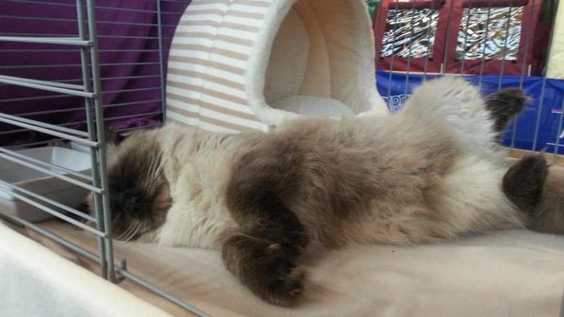 Berliner Pro Kat 05.11.2017 in Hohen Neuendorf