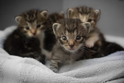 Kittens image
