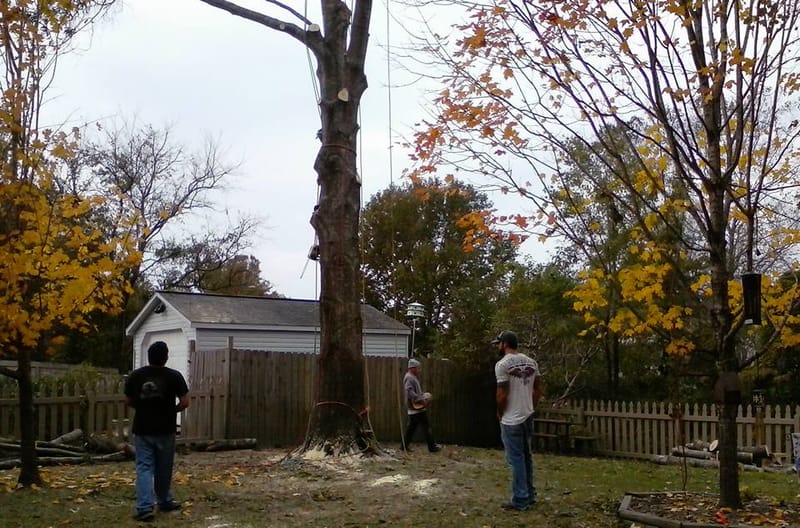 Tree Removal