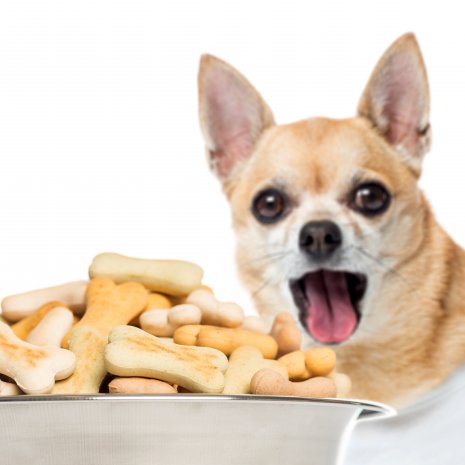 Nutrition du Chihuahua: