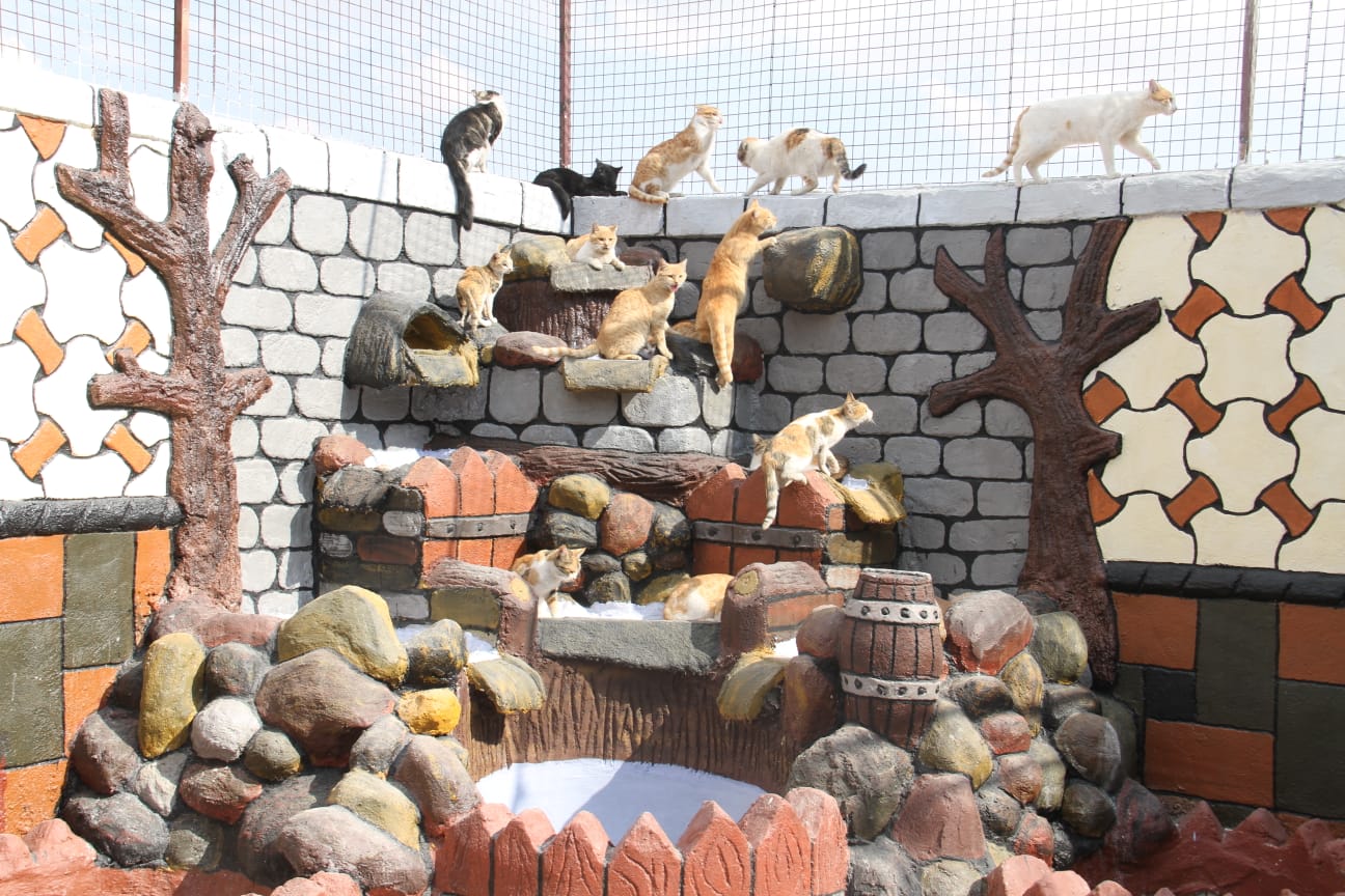 The Cat Shelter 🐱