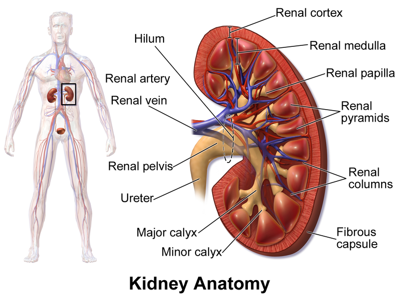 High creatinine level troubles a lot of kidney failure patients