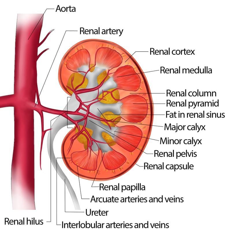 As long as you can lower creatinine 7.4, you can avoid dialysis