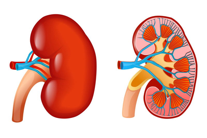 Chinese medicine can help lower creatinine level