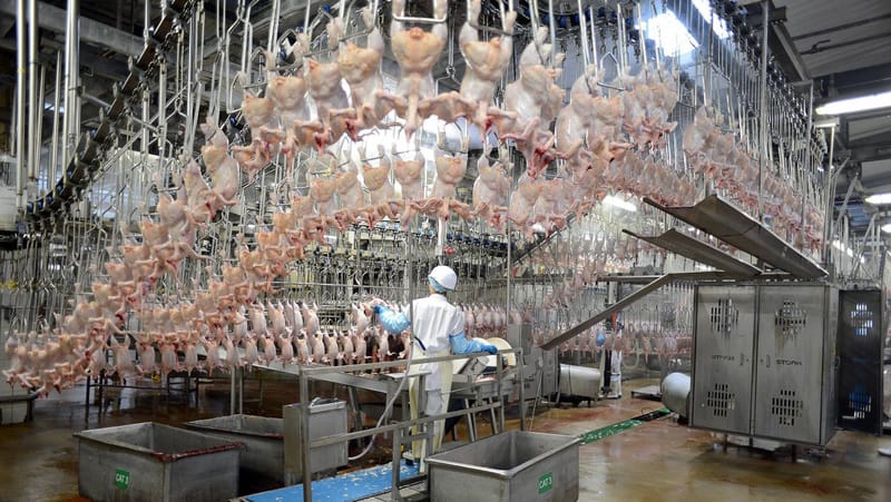 ABATTOIRS AVICOLES