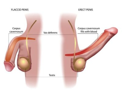 PENIS MASSAGE image