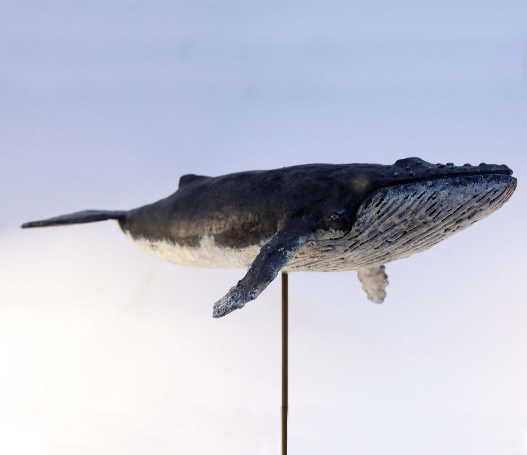 BALLENA JOROBADA