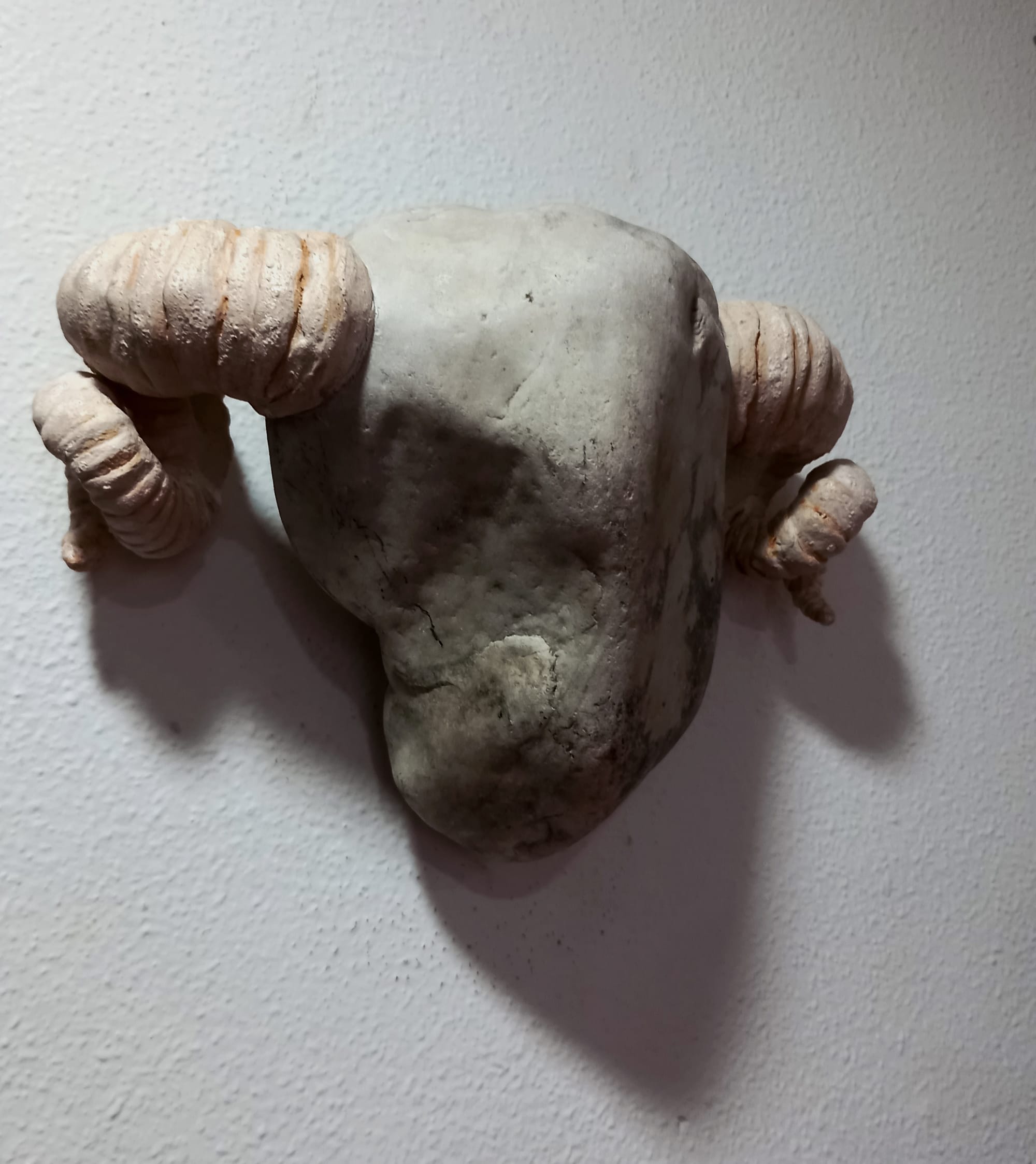 CABEZA DE CARNERO II