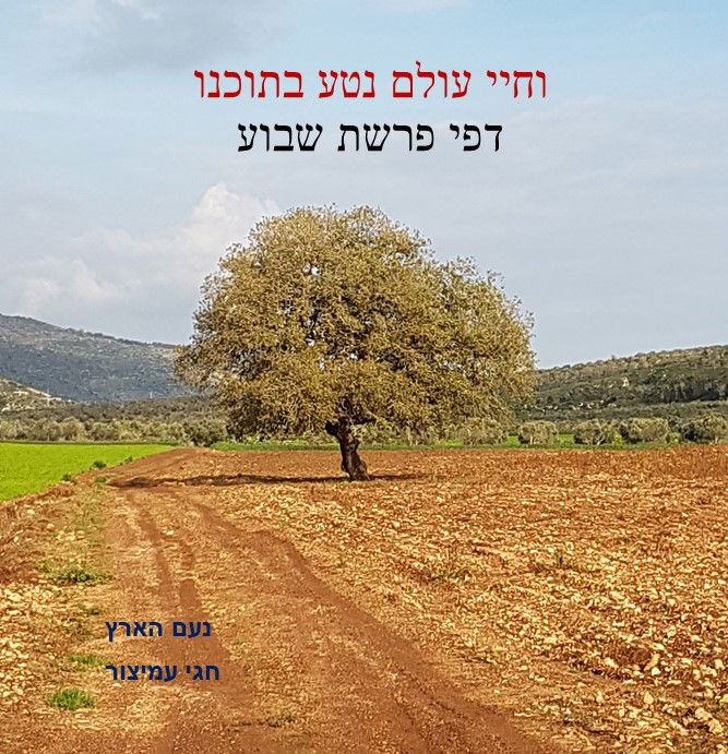 פרשת במדבר