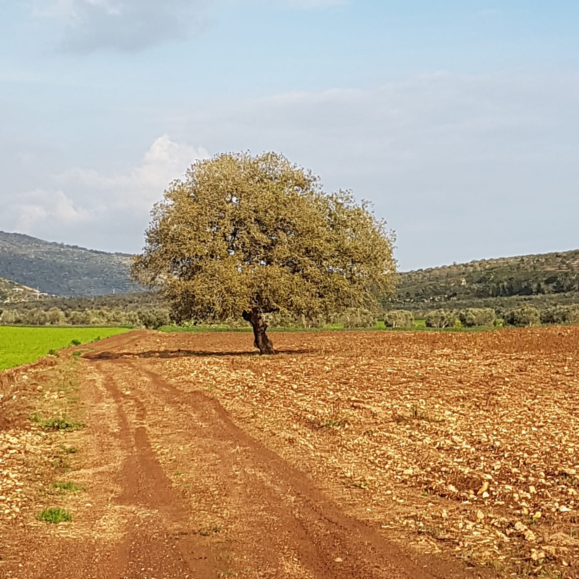 בהר בחוקותי תש"ף