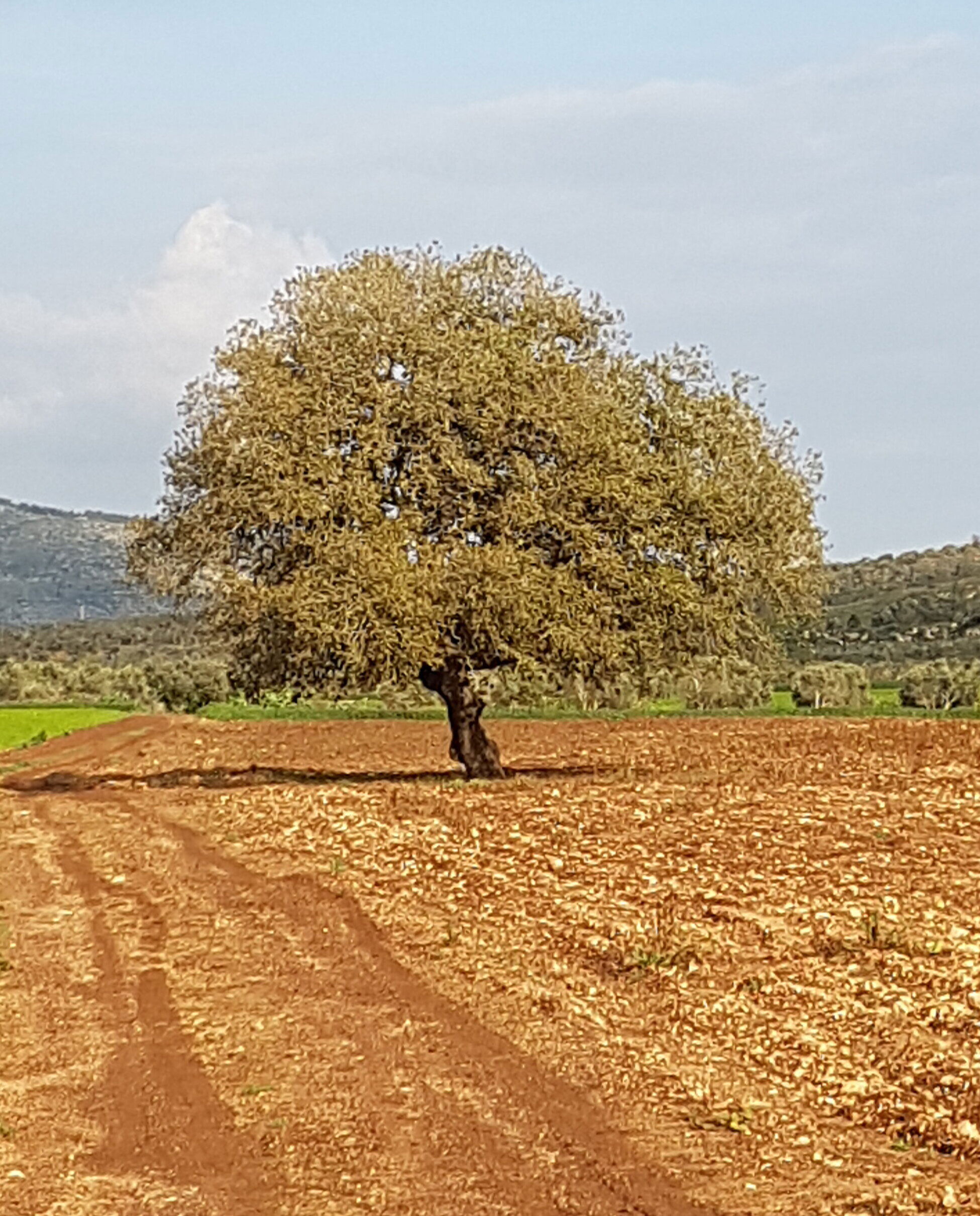 אירועי חודש שבט