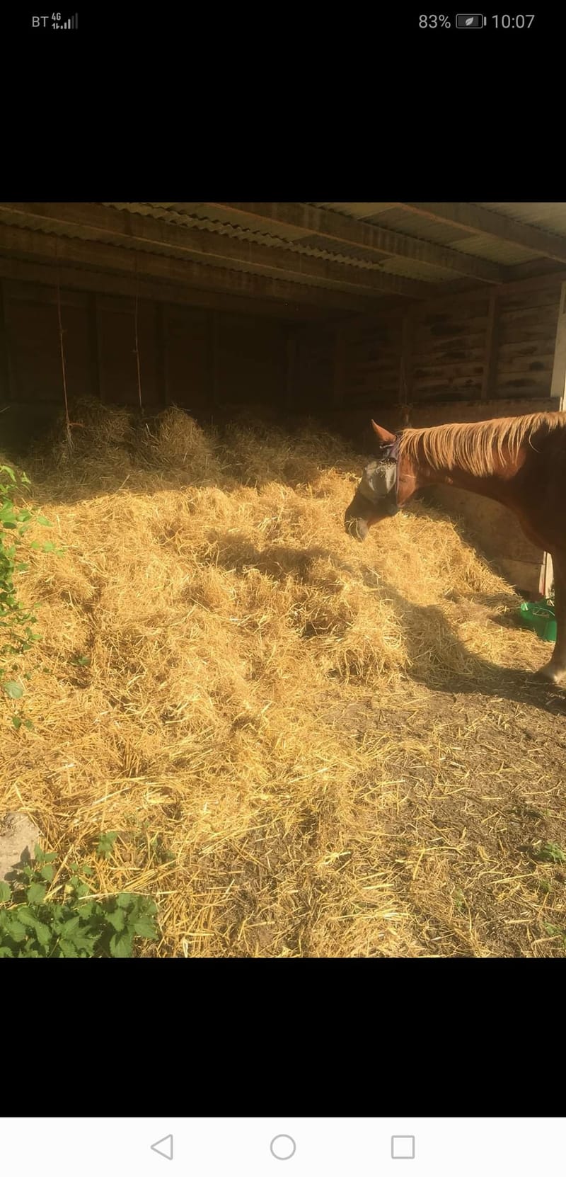 HOLIDAY/ TEMPORARY LIVERY