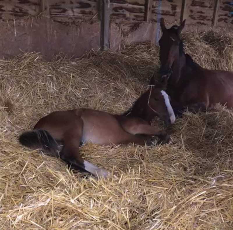 INTENSIVE SCHOOLING/ BREAKING/ SALES LIVERY