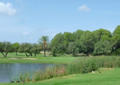 Golf CLUB image